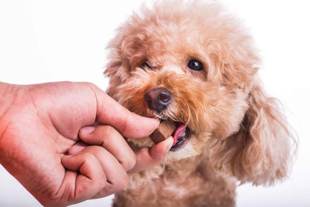 This is a dog taking preventative medication for heartworm disease. April is heartworm prevention month for dogs, like in this picture, it is important to spread awareness.